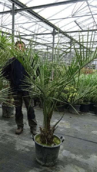 Butia Capitata, Hardy Palms, Buy Online UK