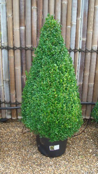 Extra Large Buxus Pyramid Topiary avaiable at Paramount Plants and Gardens. We also sell online.  
