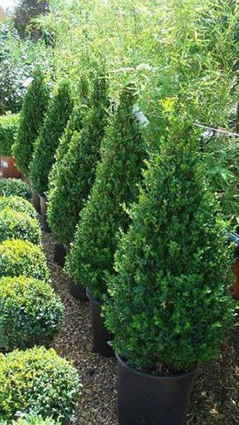 Buxus Cones to buy online, UK