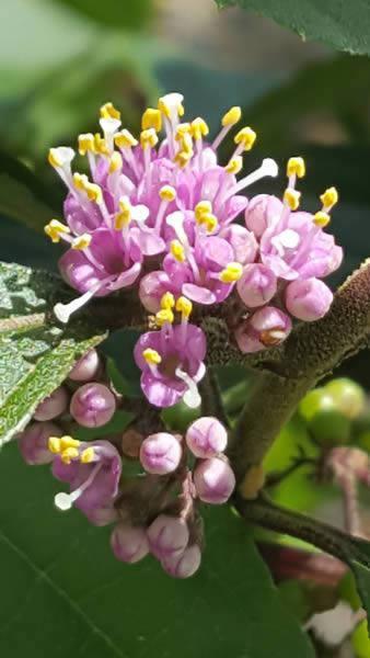 Callicarpa Profusion flowering - also known as beauty berry. Buy this plant from Paramount UK delivery