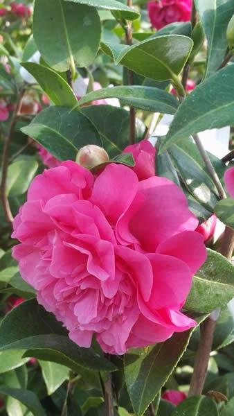 Camellia Japonica Debbie, pink Camellias for sale online UK
