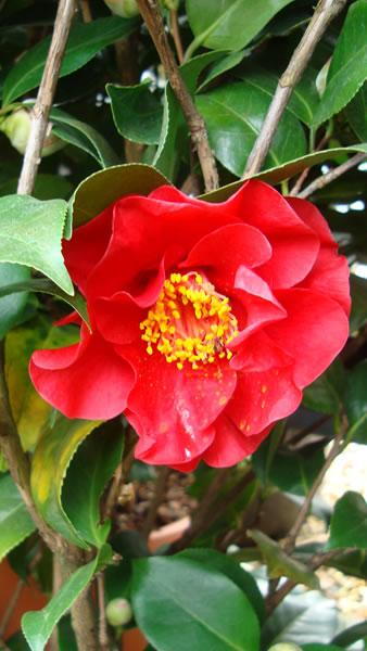 Camellia Japonica Dr Burnside flower close up detail