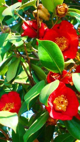 Camellia Japonica, Evergreen Flowering Shrubs, London UK - for sale at our london garden centre & online.