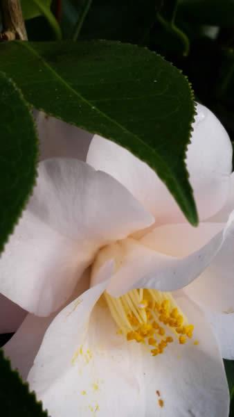 Close up of white bloom of Camellia Hagoromo for sale at our London plant centre and online for delivery UK