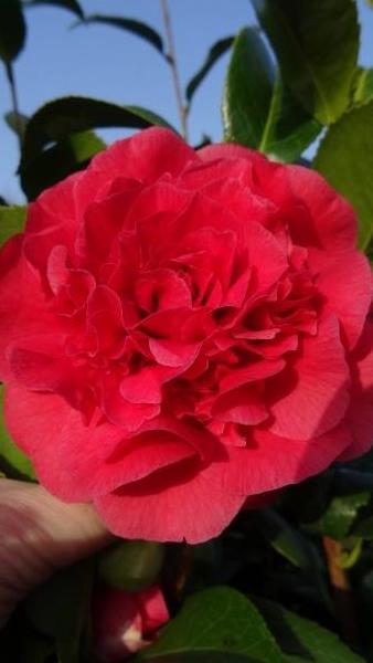 Camellia Japonica Kramers Supreme has deep red Peony Shaped Flowers. For sale at our London nursery, delivery nationwide UK