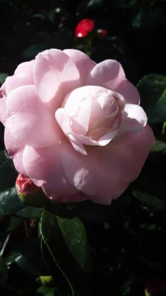 Pink flowering Camellias for sale UK Camellia specialist nursery.