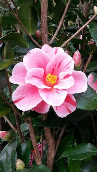 Camellia Japonica Oki No Nami in flower - buy online, UK delivery