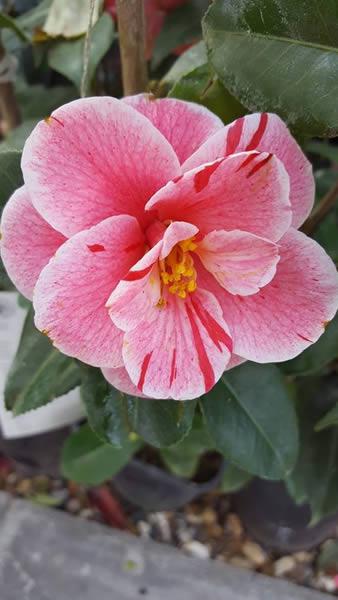 Pink Flowering Camellia, Oki No Nami for sale UK