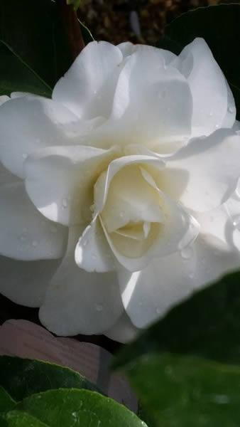 White flowering Camellia Purity for sale online, London nursery UK