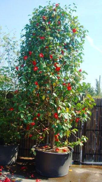 Camellia Japonica, Evergreen Shrubs, London UK. Paramount is now also selling online  with deliveries throughout the UK.