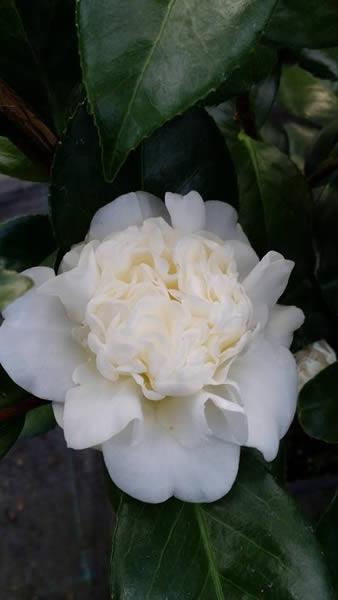 White Flowering Camellia Japonica Snowball, buy online UK 
