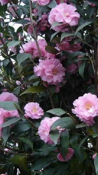 Camellia Japonica Spring Festival, pink flowering camellia to buy online, UK