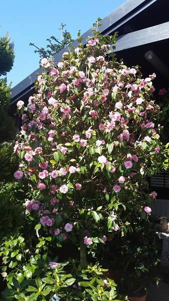 Camellia Japonica Spring Festival - standard tree for sale online UK