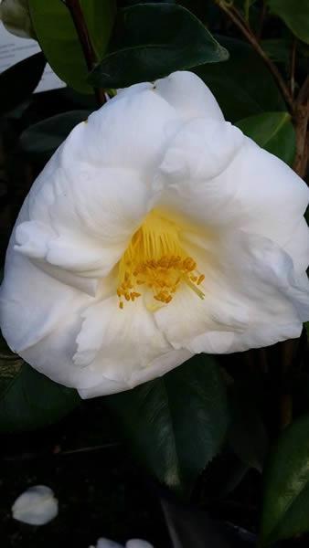 White Flowering Camellias - White Nun, evergreen shrub buy online UK