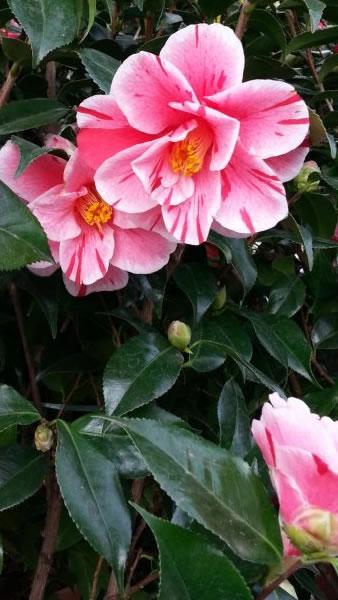 Evergreen, variegated flowers of Camellia Japonica Oki No Nami to buy UK