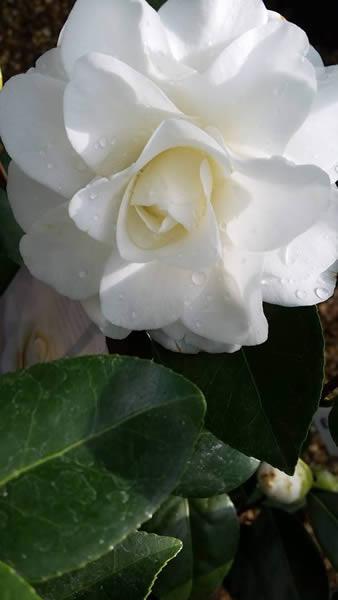 Camellia Japonica Purity White Flowering to buy online from our London garden centre, UK