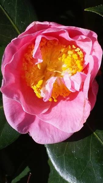 Buy Pink Camellias online - large flower of Camellia Reticulata California, UK delivery