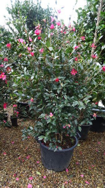 Dark Red Pink winter flowering Camellia Sasanqua for sale online UK