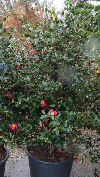 Bushy Camellia Sasanqua deep red variety for sale online UK