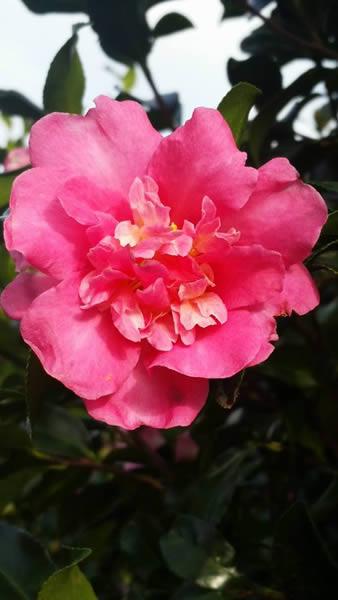 Winter flowering Camellia Sasanqua Sparkling Burgundy buy UK