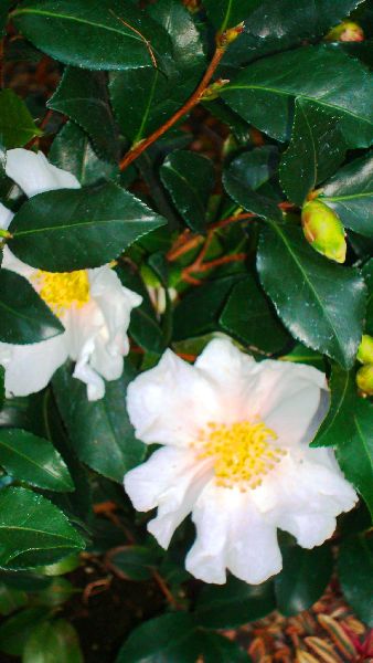 Camellia Sasanqua White Flowering - Camellia Sasanqua Cleopatra White