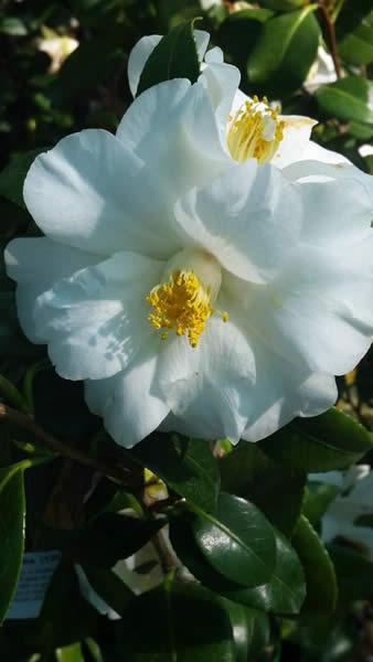 White flowering Camellias for sale online London UK