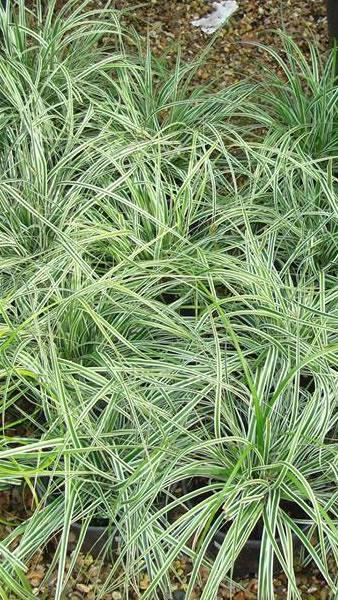 Carex Grass, ornamental grass plants for sale online, with UK delivery