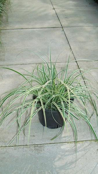 Carex grasses for sale UK