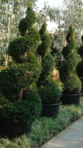 Carex grass for sale online UK