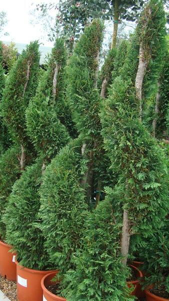 Castletwellan Leyland Cypress Spirals for sale UK