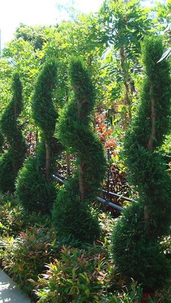 Castlewellan Spiral topiary trees for sale in London UK