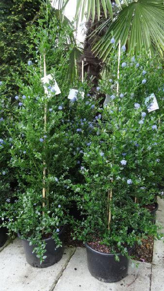 Ceanothus Climbing Shrub, buy online Uk