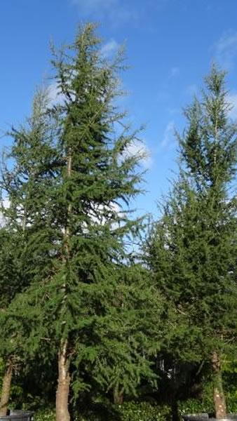 Cedar of Lebanon Tree for sale at our London garden centre, UK