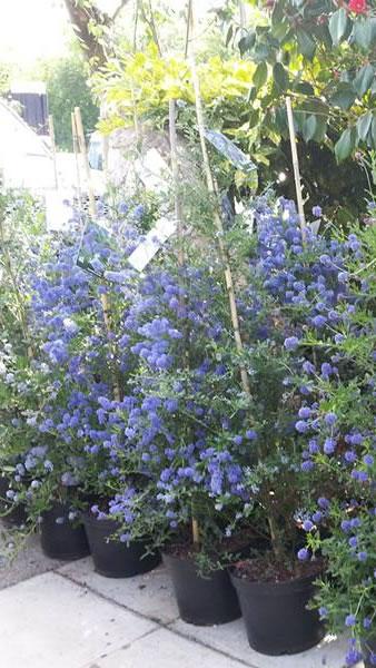 Blue flowering evergreen shrub, Ceanothus shrubs for sale online UK