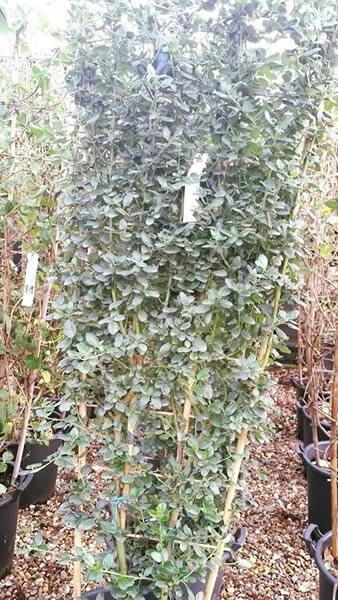 Ceanothus Climbing Plants for sale at our London garden centre in Crews Hill