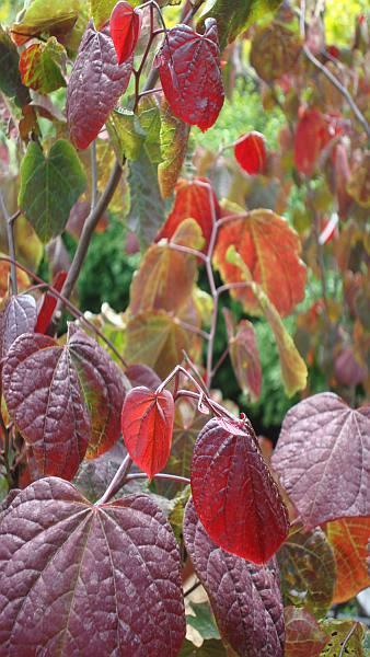 Cercis Canadensis or Forest Pansy for sale online at our London nursery, UK