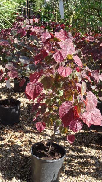 Cercis Canadensis Forest Pansy