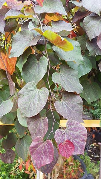 Beautiful autumn foliage of Cercis Canadensis Vanilla Twist, plants for sale online with UK delivery.