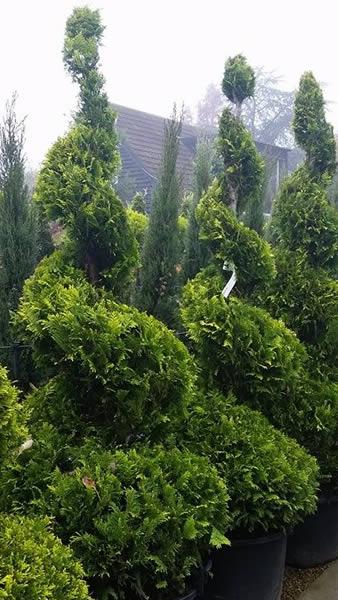 Lawsons Ivonne Spiral Topiary, buy online UK