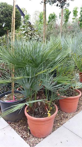 Chamaerops Humilis Cerifera hardy palm trees for sale. UK delivery