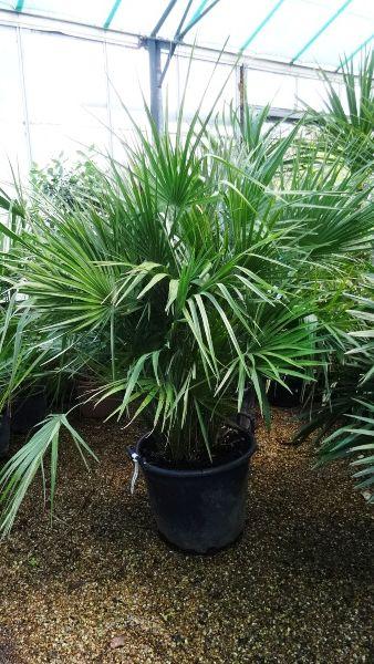 Chamaerops Humilis Palm, this size 