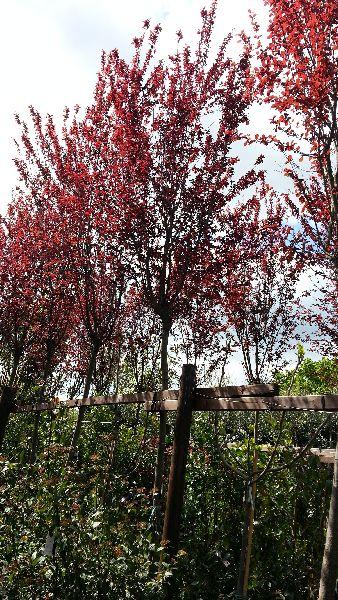 Prunus Cerasifera Serrulata, Trees, Paramount Plants and Gardens - available online