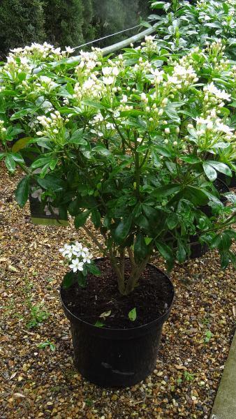 Choisya Ternata is also known as Mexican Orange Blossom - highly fragrant evergreen UK delivery