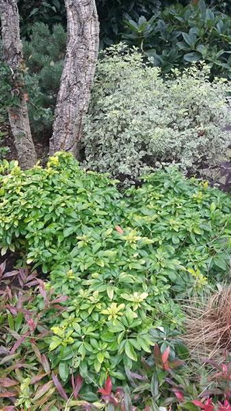 Choisya Ternata (Mexican Orange Blossom) low growing shrubs for sale online UK