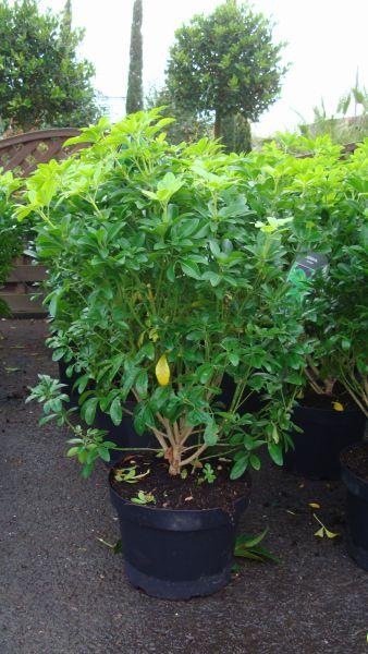 Evergreen Choisya Ternata (Mexican Orange Blossom) for sale UK 