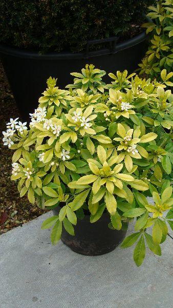 Choisya Ternata Sundance (Sundance Mexican Orange Blossom)