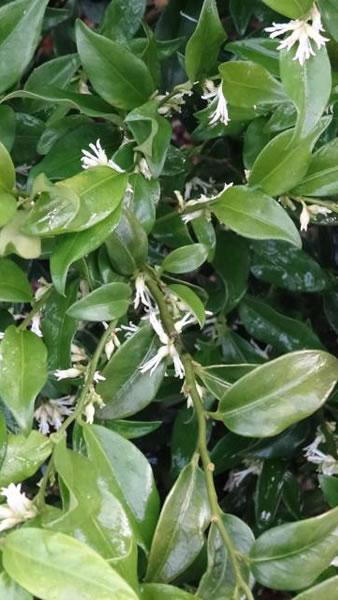 Sarcocca Ruscifolia - Christmas Sweet Box