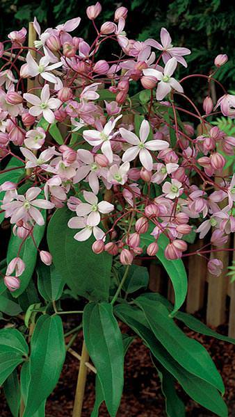 Clematis Armandii Hendersonii Rubra, pretty pink flowers cover this evergreen clematis in Springtime - good sized plants for sale online UK delivery.