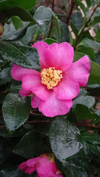 Pink Flowering Camellias for sale online London UK - Camellia Sasanqua Cleopatra Pink 
