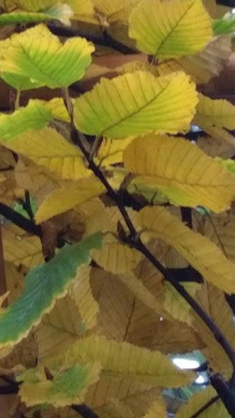 Common Hornbeam, carpinus betulus, buy online UK